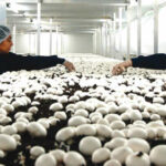 Mushroom can generate 16 million jobs, N1.8tn revenue – Growers